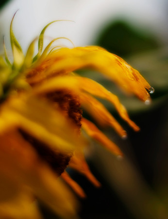 DSC_1518
